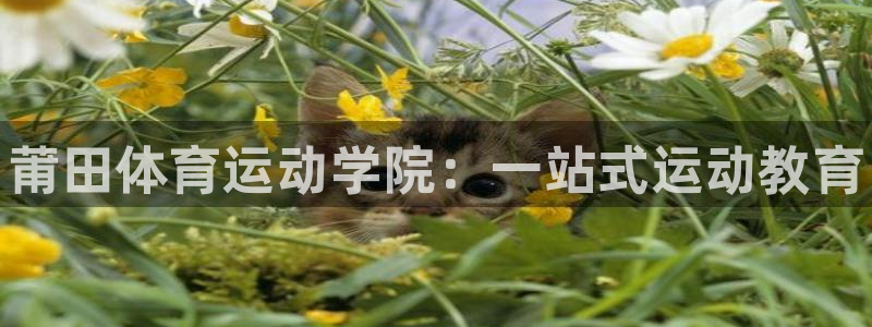 MK体育官方正版app开户：莆田体育运动学院：一站式